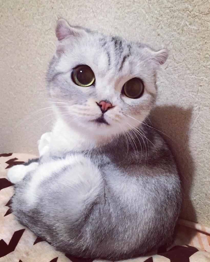 Фото Котика С Милыми Глазами
