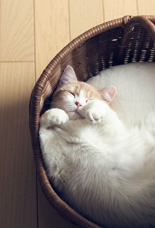 Котики - муркотики - 30 мая 2016 в 00:29