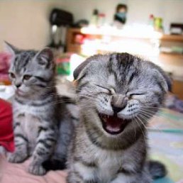 ���� �������, ������, 56 ��� - ��������� 25 ���� 2016