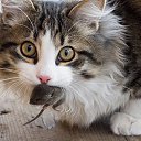 ���� ������, ������, 55 ��� - ��������� 6 ������� 2016 � ������ ���� ����������