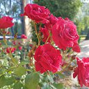 ���� ����, �����, 50 ��� - ��������� 23 ���� 2016 � ������ ��������,������