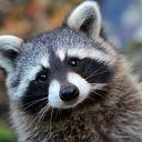  Raccoon,  -  8  2016    