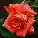 ���� Adam, ������, 58 ��� - ��������� 8 ������� 2016 � ������ ����������
