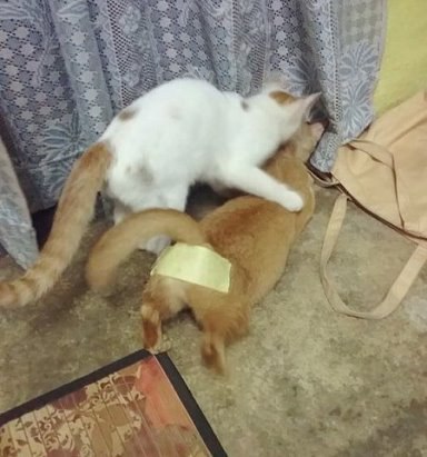 ������ ����������������� ��������