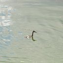 ���� �������, �������, 50 ��� - ��������� 11 ������� 2016 � ������ ���� ����������