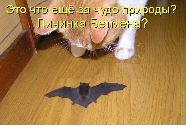    ! <a href=