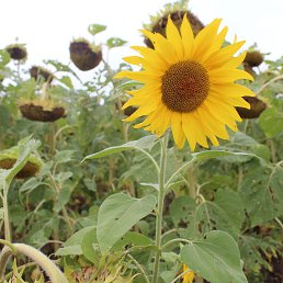 ���� Galina, ������ - ��������� 27 ����� 2016