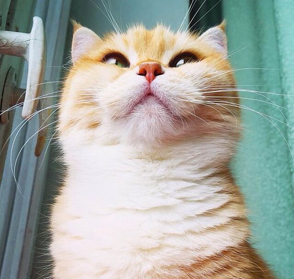 Лисичка :) - 6