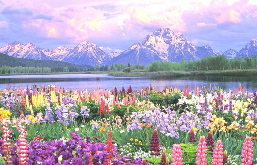   -   . ,  Valley of Flowers -   ... - 10