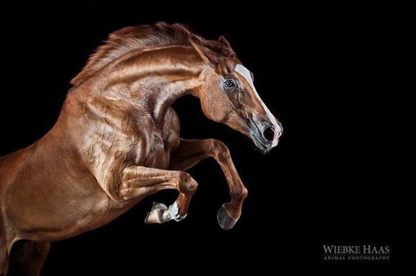Величественная красота лошадей в фотографиях Вибке Хааса (Wiebke Haas) - 9
