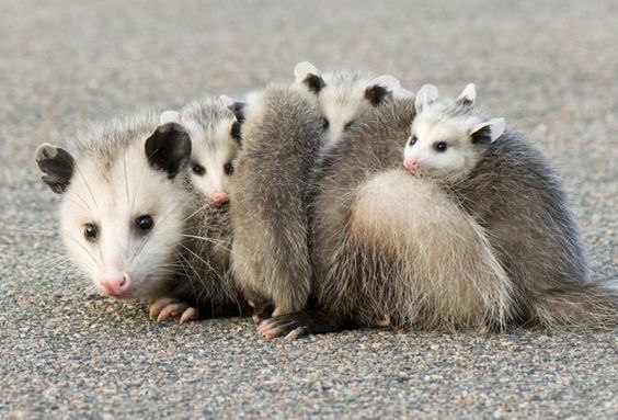 В мире животных - 27 мая 2016 в 09:14