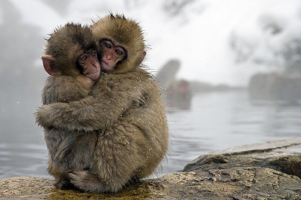        (Jigokudani Yaen-koen, Jigokudani Monkey Park)  ... - 12