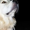 ���� �����, �����������, 61 ��� - ��������� 12 ����� 2016 � ������ ���� ����������