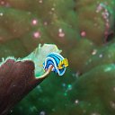 ���� Eric, ����, 61 ��� - ��������� 29 ������ 2016 � ������ �The beauty of the sea�