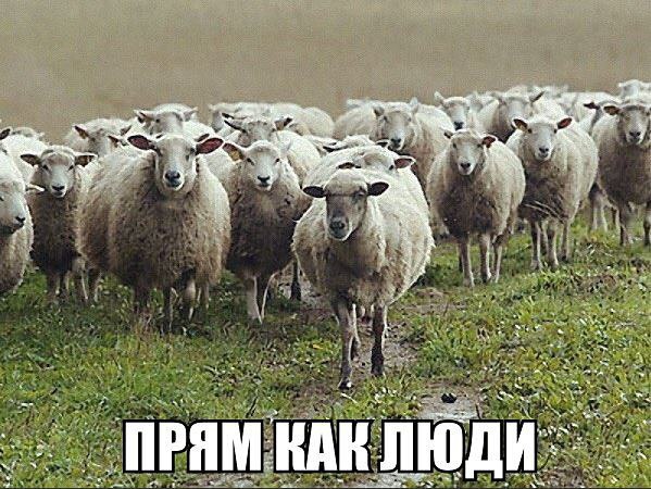 Когда собака нападает на овцу, другие овцы отбегают на безопасное расстояние, а затем ...