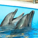 ���� �������, �����-���������, 50 ��� - ��������� 7 �������� 2016 � ������ ���� ����������