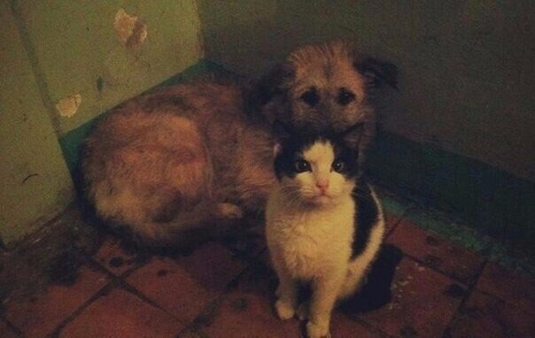     ,     ,  ,    .   ...