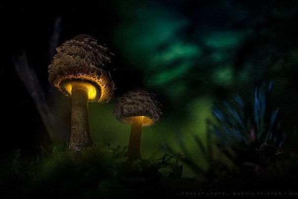     Martin Pfister.  (Martin Pfister)   ... - 6