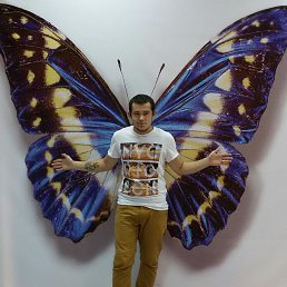 ���� �����, ������, 33 ���� - ��������� 14 ������� 2016