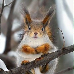 ���� O* L, ������, 51 ��� - ��������� 23 ����� 2016