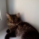 ������ �� ������� ���� ����������