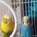 ���� �����, ����-������ - ��������� 11 ���� 2016 � ������ ���� �����