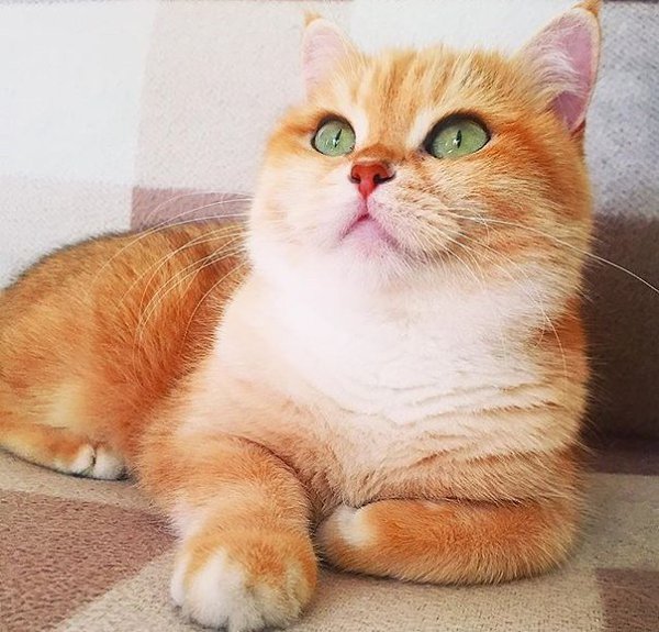 Лисичка :) - 4