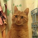 ���� ��������, �������, 52 ���� - ��������� 4 �������� 2016 � ������ ����