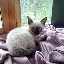 ���� Konstantinas, �������, 57 ��� - ��������� 3 ������� 2016