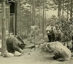    (Mexican Grizzly Bear),      1964 . ...