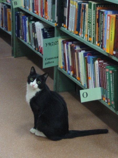 Библиотека тпу. НТБ ТПУ кот. Кот в библиотеке ТПУ. Сибирский кот в библиотеке. Коты сотрудники.