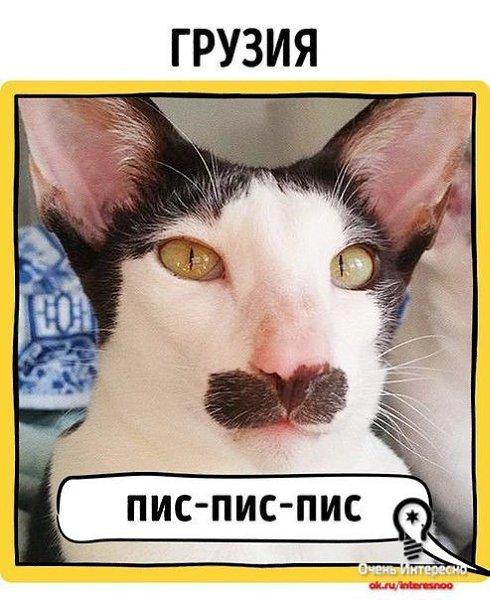 *. Кошки как правило говорят *мяу*... или *мя*.... Вообще то немцы особенно удивили...