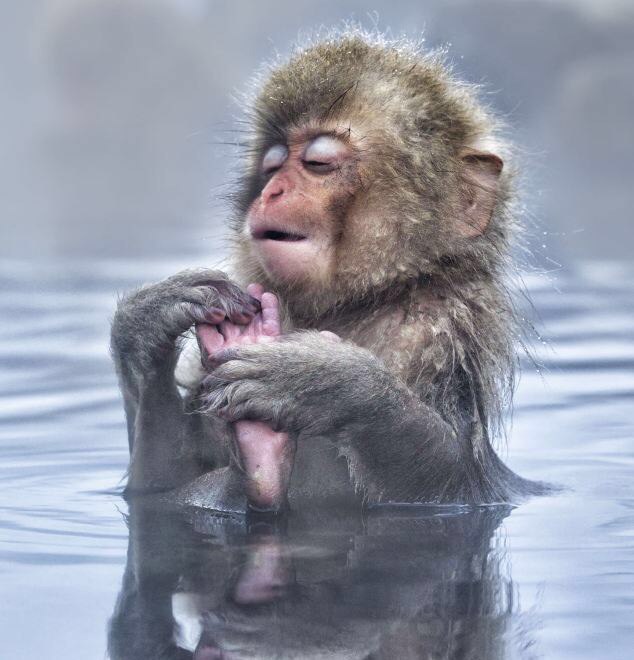        (Jigokudani Yaen-koen, Jigokudani Monkey Park)  ... - 10