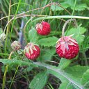 ���� �������, ������ - ��������� 5 ��� 2016 � ������ ������� ���� 2015�