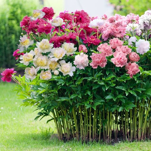 @. Пион Paeonia Наибольшую популярность культура выращивания пионов приобрела в древнем Китае. Пион ... - 13
