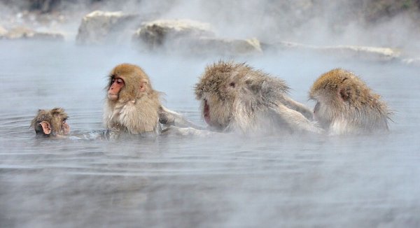        (Jigokudani Yaen-koen, Jigokudani Monkey Park)  ... - 8