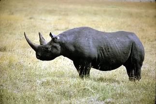    (Western Black Rhinoceros),    2011 .   , ...