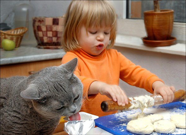 CATS OF ALL - 30  2016  16:17
