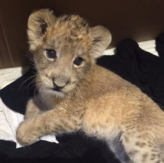 Без кота и жизнь не та - 13 марта 2016 в 10:31 - 2