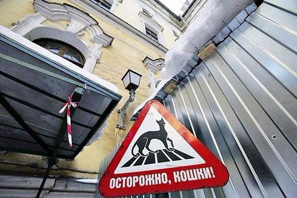 В подвалах и помещениях Государственного Эрмитажа несут официальную службу около полсотни котов — ... - 8