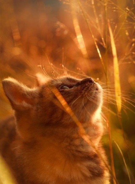 Подставляйте солнышку ладошки, собирайте лучики в карман, а затем, с любовью, понемножку, раздавайте ... - 3