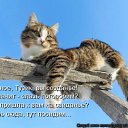  ,  -  11  2016    Ȼ