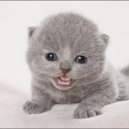 Alexandr, ��������, 37 ���