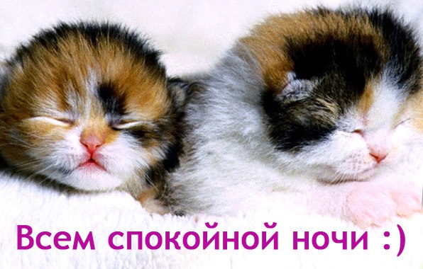 Спокойной ночи картинки прикольные с котиками