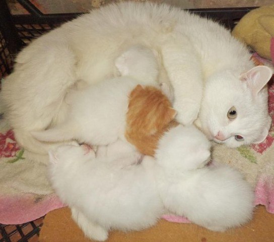 Кошка недавно принесла пятерых котят.Завела интересную привычку,примерно раз в день уходит от них, ...