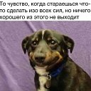 ���� �������, ���������, 43 ���� - ��������� 15 ��� 2016 � ������ ���� ����������