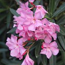 ���� Sezai, �����, 66 ��� - ��������� 9 ���� 2016 � ������ �Roses�