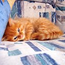 ���� Kienzle, ��������, 62 ���� - ��������� 1 �������� 2016 � ������ �Avataria�