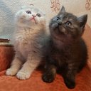 ��� ���, ��� ����� ���� ����������... �� ������� ���� ����������