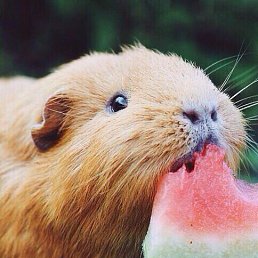 ���� ���������, �����-���������, 22 ����